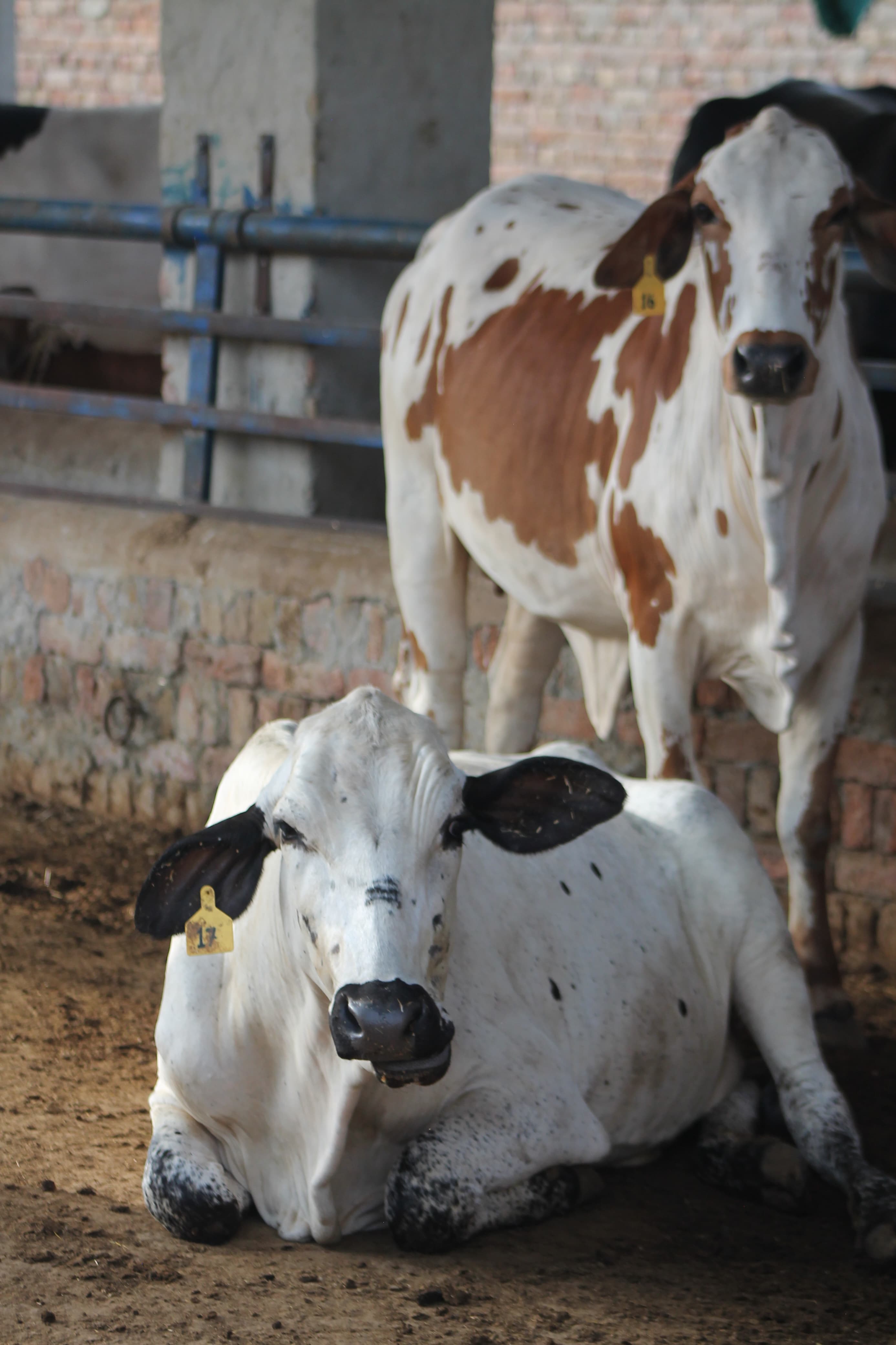 A Day on Happy Milk Farm