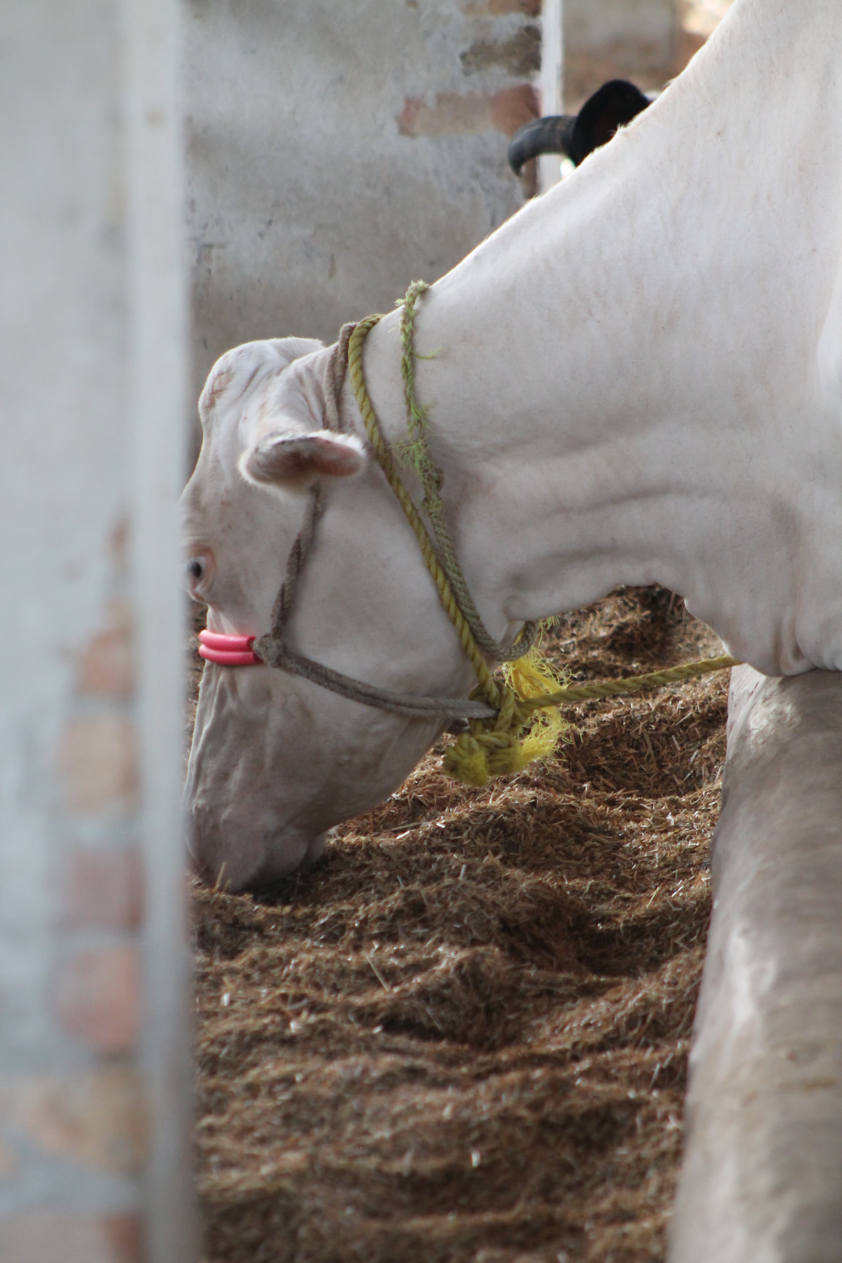 Happy Cows at Happy Milk Farm