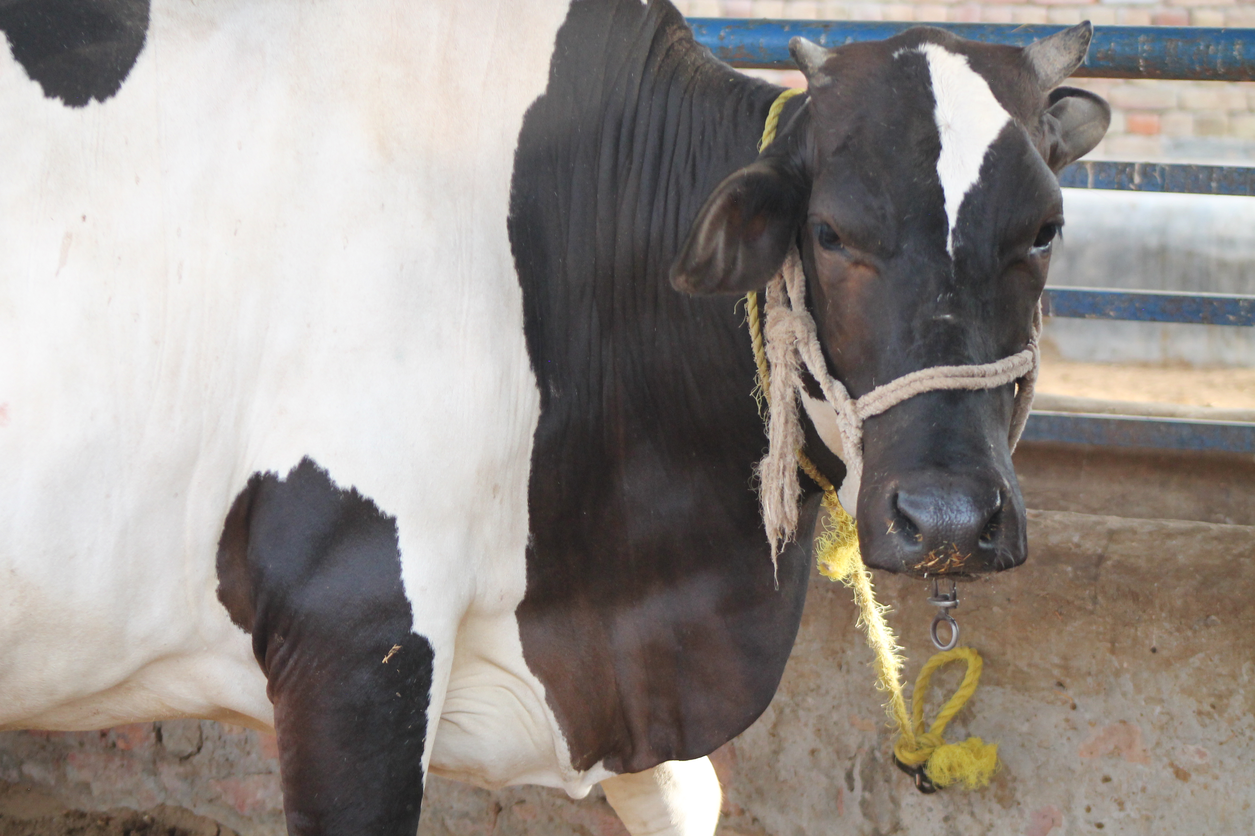 Our Cows